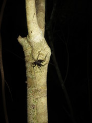 Pleioplectron gubernator