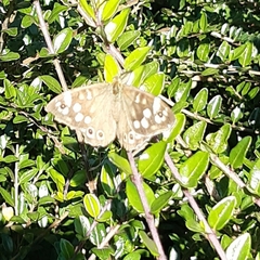 Pararge aegeria