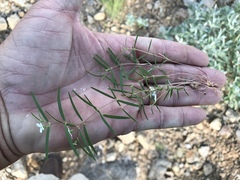 Euphorbia florida
