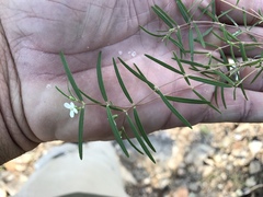 Euphorbia florida