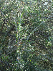 Cyclolepis genistoides