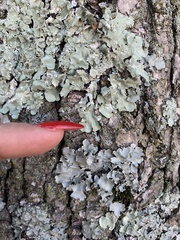 Flavopunctelia flaventior