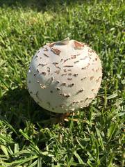 Chlorophyllum molybdites