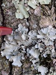 Flavopunctelia flaventior