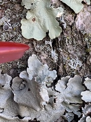 Flavopunctelia flaventior