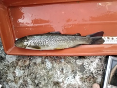 Salmo marmoratus