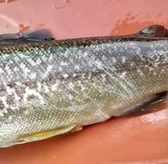 Salmo marmoratus