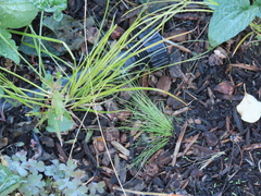 Carex testacea
