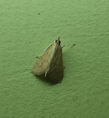 Ecpyrrhorrhoe damastesalis