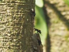 Tetragonilla collina