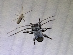 Leptostylus cretatellus