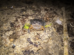 Elachistocleis pearsei