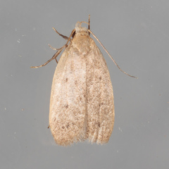 Inga obscuromaculella