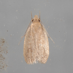 Inga obscuromaculella