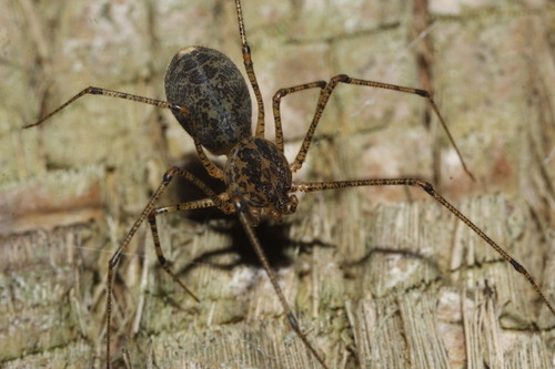 Scytodes atlacoya