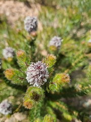 Serruria brownii