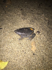 Elachistocleis pearsei