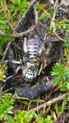 Cyphoderris