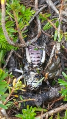 Cyphoderris