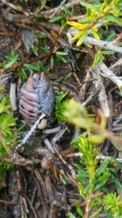 Cyphoderris