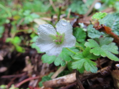 Geranium suzukii