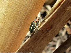 Eudiagogus episcopalis