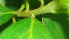 Stephanitis pyrioides