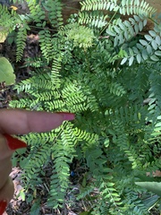 Gleditsia triacanthos