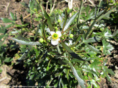 Ranunculus apiifolius