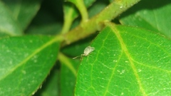 Stephanitis pyrioides