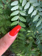 Gleditsia triacanthos
