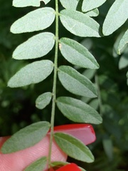 Gleditsia triacanthos