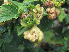 Eriosoma lanuginosum