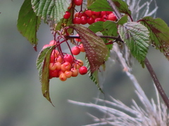 Viburnum betulifolium