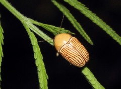 Cryptocephalus umbonatus