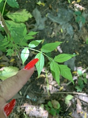 Campsis radicans