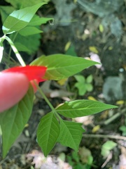 Campsis radicans