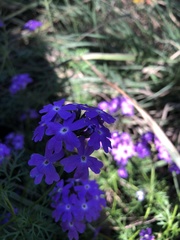 Glandularia aristigera