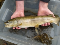 Salmo marmoratus