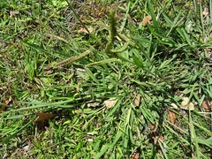 Paspalum dilatatum