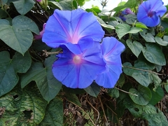 Ipomoea indica