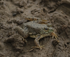 Euphlyctis cyanophlyctis