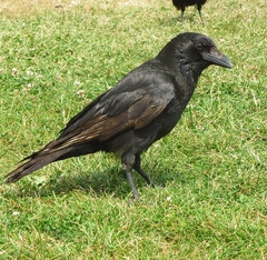 Corvus corone