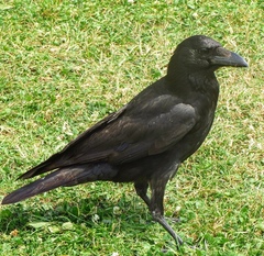 Corvus corone