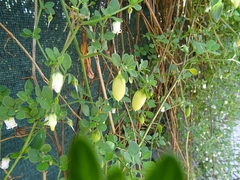 Salpichroa origanifolia