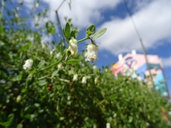 Salpichroa origanifolia