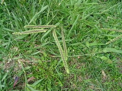 Paspalum dilatatum