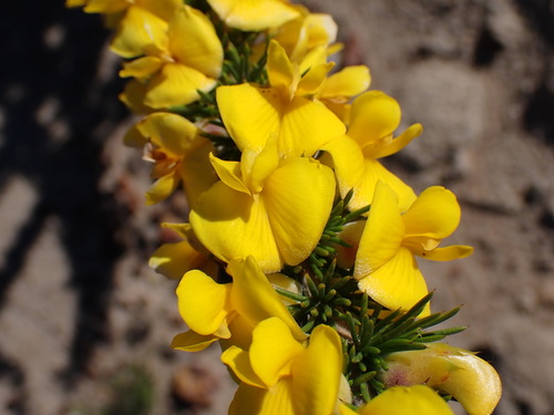 Image of Aspalathus sceptrum by no rights reserved