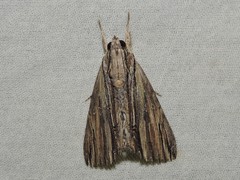 Ercheia