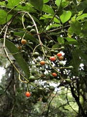 Turpinia ternata
